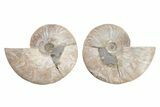 Bargain, Cut & Polished, Agatized Ammonite Fossil - Madagascar #223175-1